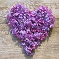 Heart of Lilacs