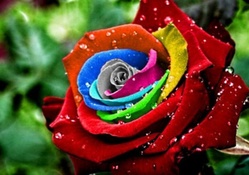 colorful rose
