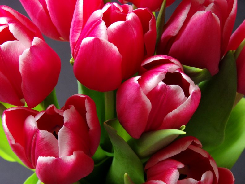 pretty_tulips.jpg