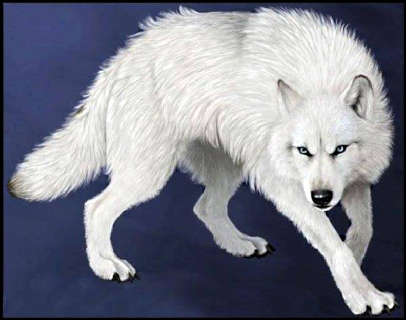 white_wolf.jpg