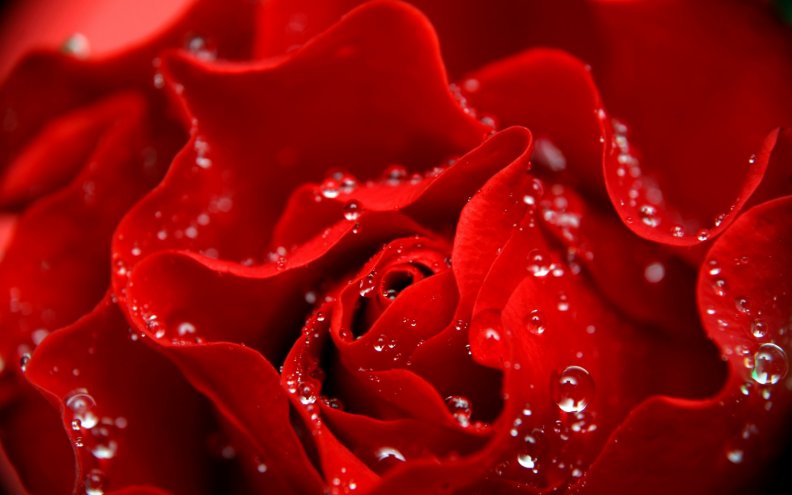 red_rose.jpg