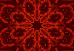 Red flower _abstract