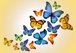 Butterflies in yellow