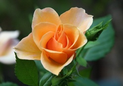 BEAUTIFUL YELLOW ORANGE ROSE