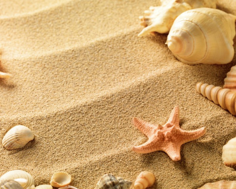 shells_and_starfish.jpg
