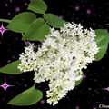 WHITE LILACS WITH STARS