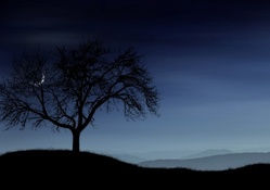quarter moon peeking through a tree at night