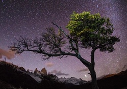 lonely tree under starry sky