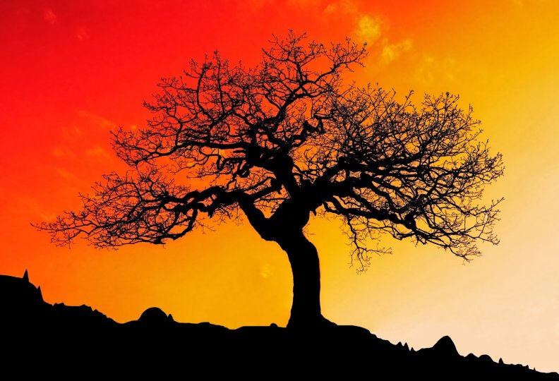 tree_silhouette.jpg