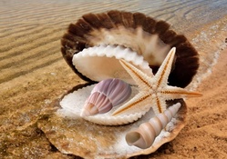 Shoreline Sea Shells Treasure