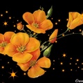 BUTTERCUPS WITH STARS