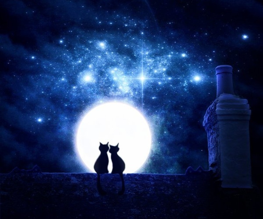 Kittens Romantic Night