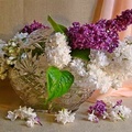 Lilac spring