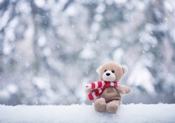 Winter Teddy