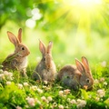 Cute Rabbits