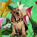 DOG WITH LILIES
