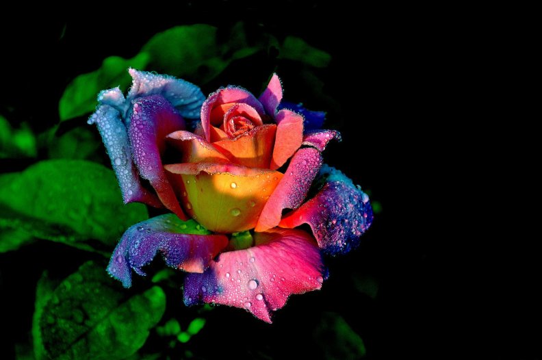 colorful_rose.jpg