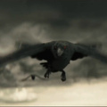 creepy raven