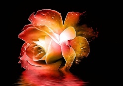 Valentine  Rose