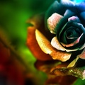 colorful_rose.jpg