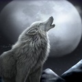 Werewolf In The Moonlight