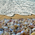 Shoreline Sea Shells