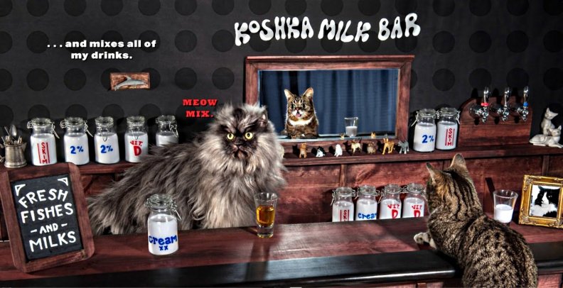koshka_milk_bar.jpg