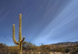 stars over sauaro national park in arizona