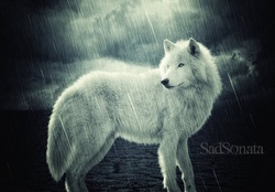 Rainwolf