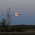 Birds flying across a moon