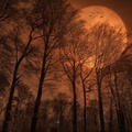 bronze moon over a forest