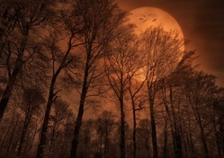 bronze moon over a forest