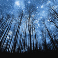 a forest of stars