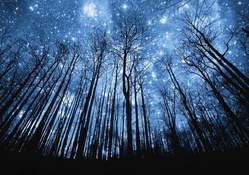 a forest of stars