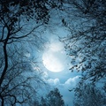 glorious moon thru the trees