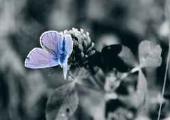 blue butterfly close up