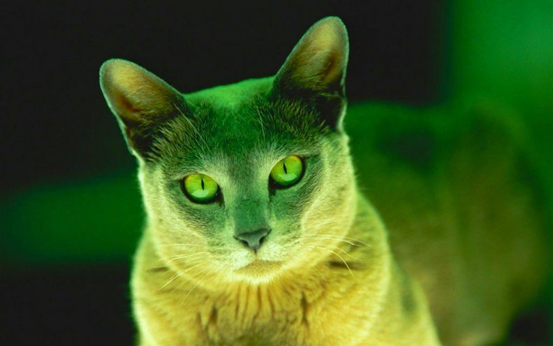 green_cat.jpg