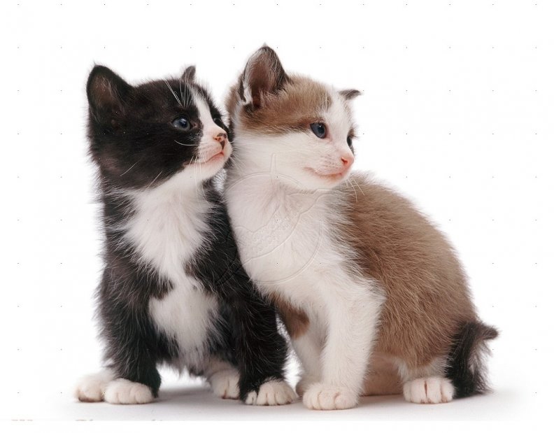cute_kittens.jpg