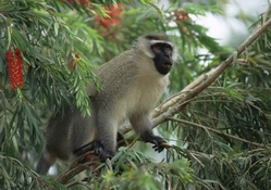 African Monkey in Tree