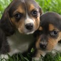 beagle puppies