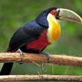 Toucan on branch