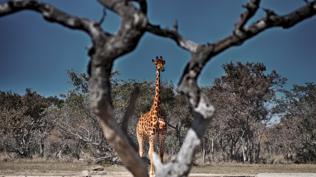 framed giraffe