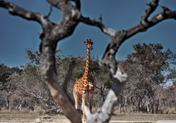 framed giraffe