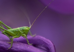 Grasshoper
