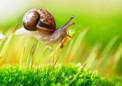 Snail on plants