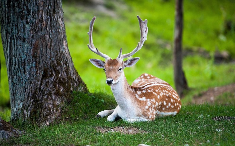 Beautiful Deer