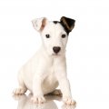 Cute Jack Russel with heart nose