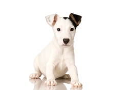 Cute Jack Russel with heart nose