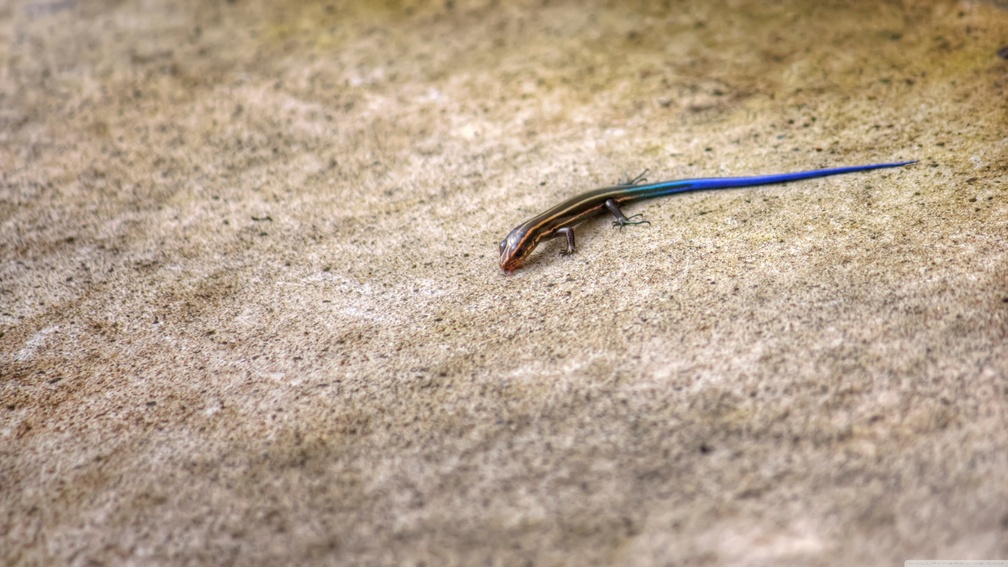 blue tailed skink lizard