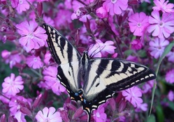 BUTTERFLY ON PINK FLOWERS
